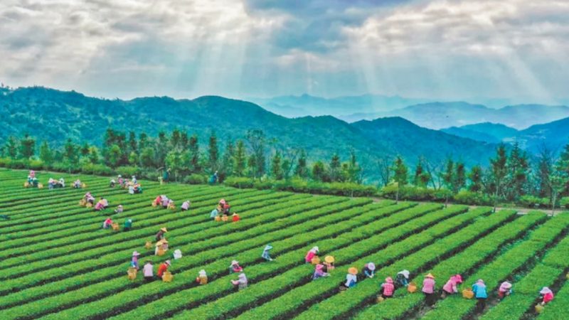 智慧农业示范基地：引领农业现代化的先锋力量