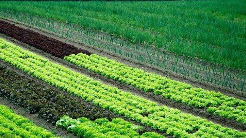 家庭农场种植规划方案