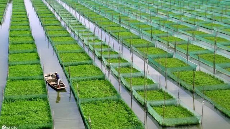 四川农业植保无人机服务：技术革新与行业趋势