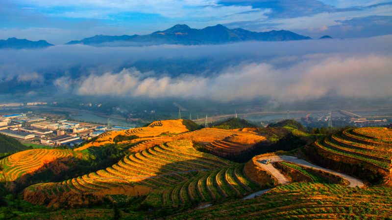 合作社分红排名的背后：种植效益的硬核标尺