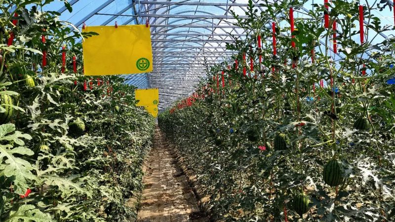 生态农业大棚种植技术：揭秘高效与可持续的秘密