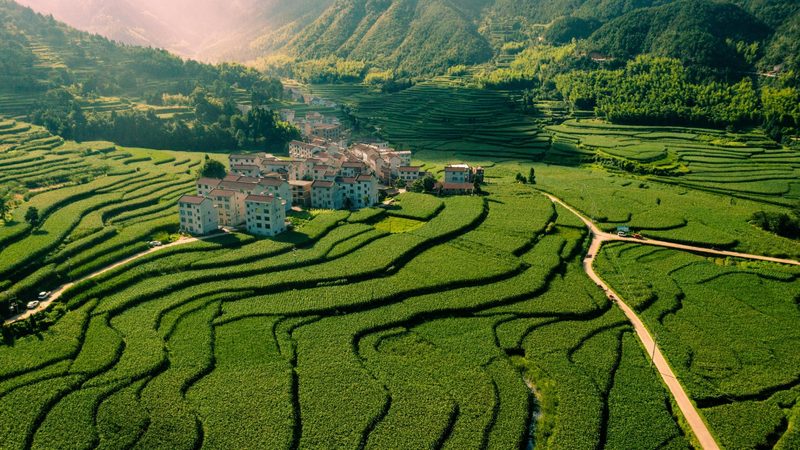 粮食种植定制方案：标准与实施要点