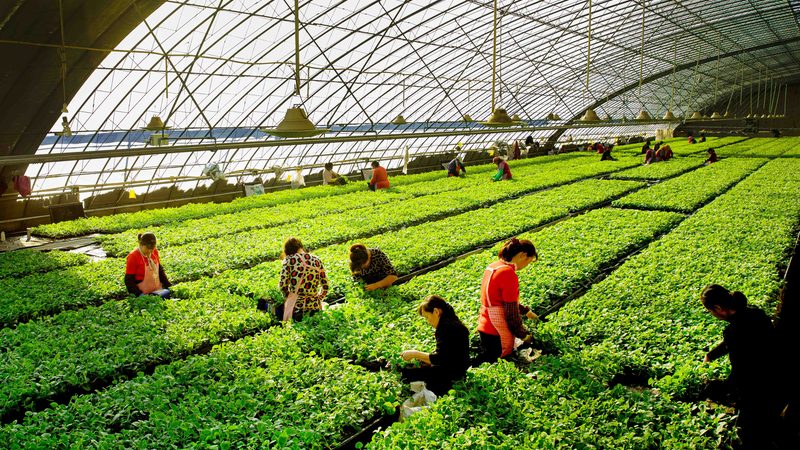粮食种植区域划分：科学规划，提高产出**