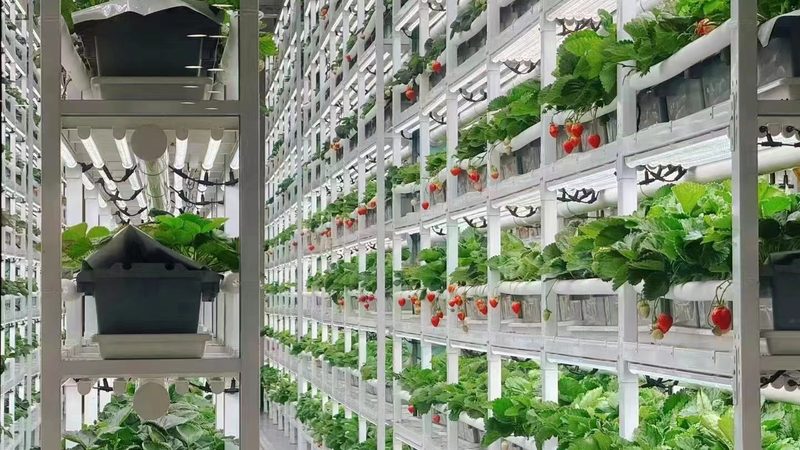 盆栽水果种植温度要求